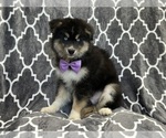Small Photo #3 Pomsky Puppy For Sale in LAKELAND, FL, USA