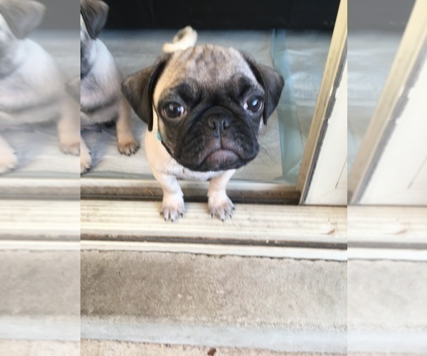 Medium Photo #8 Pug Puppy For Sale in RIO RANCHO, NM, USA