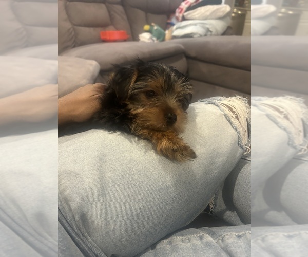 Medium Photo #1 Yorkshire Terrier Puppy For Sale in DETROIT, MI, USA