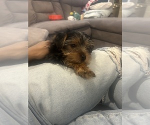 Yorkshire Terrier Puppy for sale in DETROIT, MI, USA
