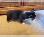 Small #2 Pembroke Welsh Corgi