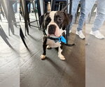 Small #17 Mutt