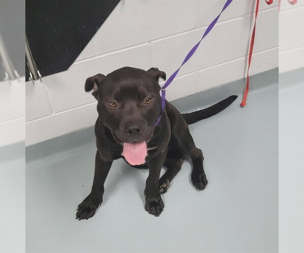 Medium Photo #1 Mutt Puppy For Sale in St. Cloud, FL, USA