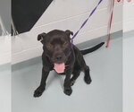 Small Mutt