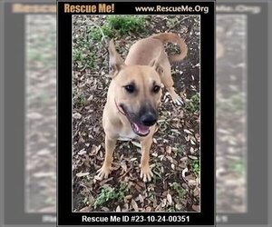 German Shepherd Dog-Unknown Mix Dogs for adoption in Benton, PA, USA