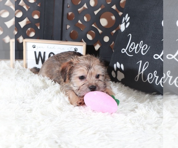 Medium Photo #2 Shorkie Tzu Puppy For Sale in MOUNT VERNON, OH, USA