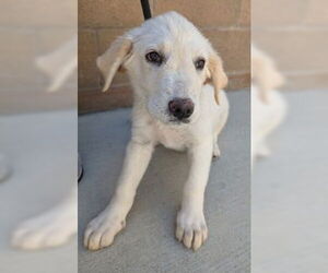 Great Pyrenees Dogs for adoption in Salinas, CA, USA