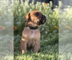 Puppy Nahla Cane Corso-Doberman Pinscher Mix