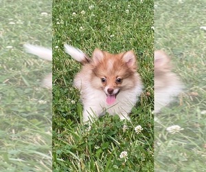 Pomeranian Puppy for sale in CANOGA, NY, USA