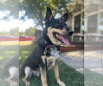 Small Australian Kelpie Mix