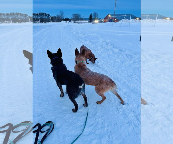 Medium Photo #4 Mutt Puppy For Sale in Garden City, NY, USA