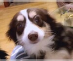 Small #3 Miniature Australian Shepherd