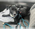 Small Mutt