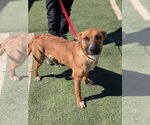 Small #1 Mutt