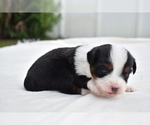 Small #5 Miniature Australian Shepherd