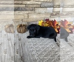 Small Photo #4 Labrador Retriever Puppy For Sale in GOLD CREEK, MT, USA