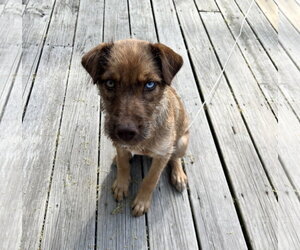 Mutt Dogs for adoption in Brooklyn Center, MN, USA
