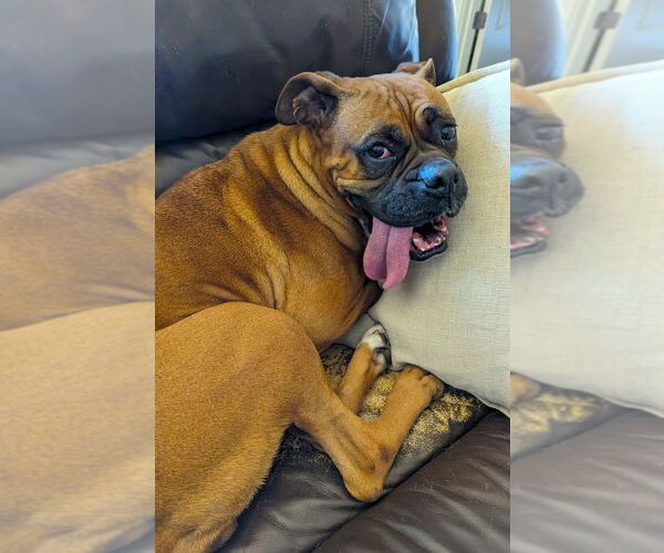 Medium Photo #8 Boxer Puppy For Sale in Austin, TX, USA