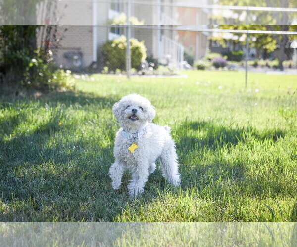 Medium Photo #3 Mutt Puppy For Sale in Sandy, UT, USA