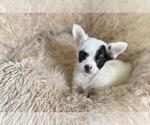 Small #20 Chihuahua