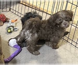 ShihPoo Puppy for sale in GLOUCESTER, VA, USA