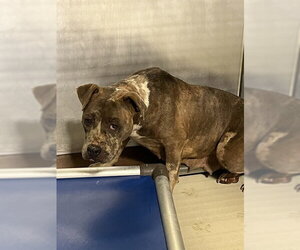 Mutt Dogs for adoption in Bakersfield, CA, USA