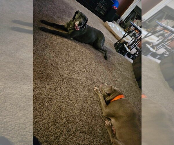 Medium Photo #11 Great Dane Puppy For Sale in Bullard, TX, USA
