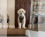 Small #2 Poodle (Miniature)
