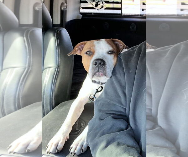 Medium Photo #26 American Pit Bull Terrier-Unknown Mix Puppy For Sale in Germantown, OH, USA