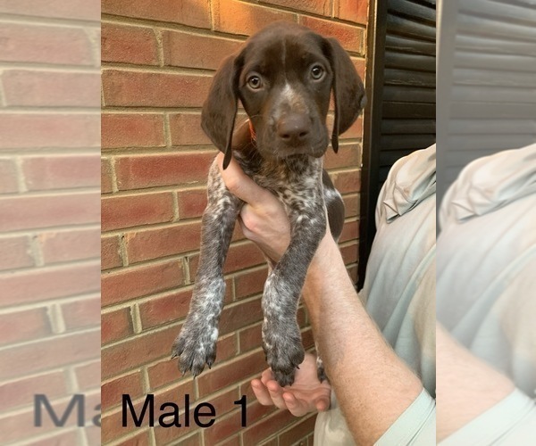 Medium Photo #6 German Shorthaired Pointer Puppy For Sale in MARIETTA, GA, USA