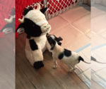 Small Photo #2 Chihuahua-Unknown Mix Puppy For Sale in Bellevue, WA, USA