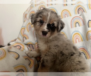 Australian Shepherd Puppy for sale in ANZA, CA, USA