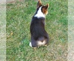 Small Photo #9 Pembroke Welsh Corgi Puppy For Sale in GRAHAM, WA, USA