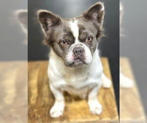 French Bulldog-Unknown Mix Dogs for adoption in Rockaway, NJ, USA