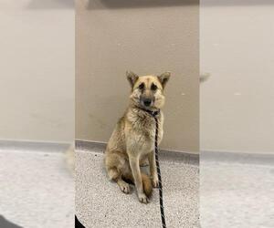 German Shepherd Dog-Unknown Mix Dogs for adoption in Modesto, CA, USA