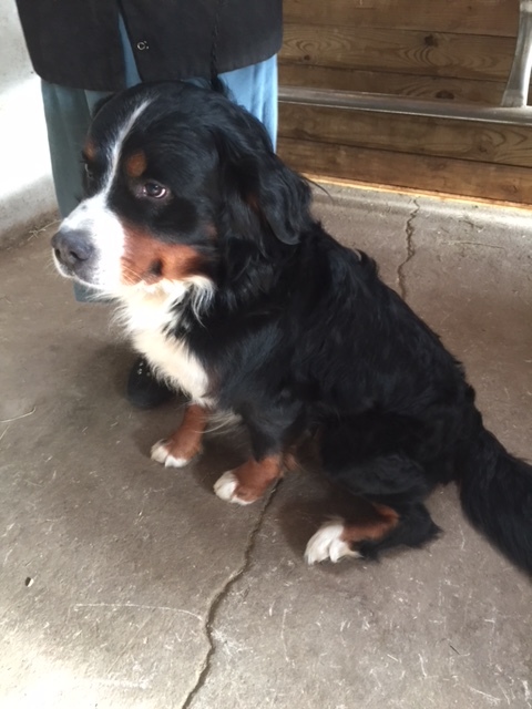 Medium Photo #1 Bernese Mountain Dog Puppy For Sale in LEO, IN, USA