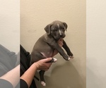 Small Photo #2 American Bully Puppy For Sale in LOVELAND, CO, USA