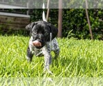 Small #10 German Shorthaired Pointer