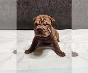 Medium Chinese Shar-Pei