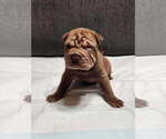 Puppy 4 Chinese Shar-Pei