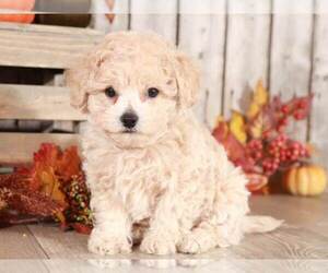 Bichpoo Puppy for sale in MOUNT VERNON, OH, USA