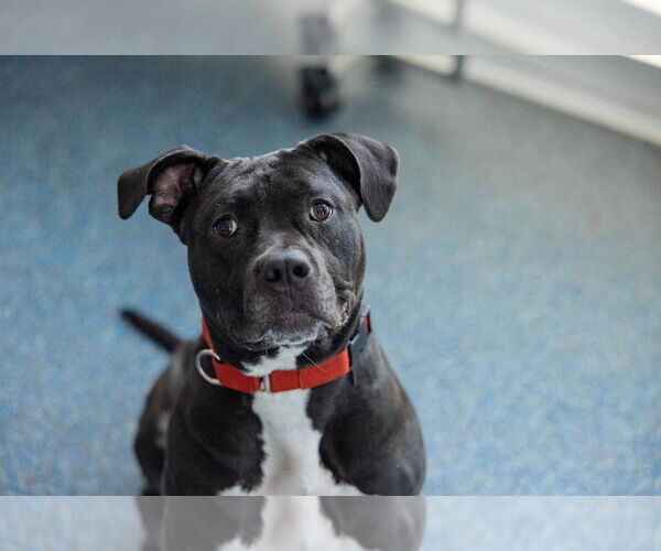 Medium Photo #1 American Staffordshire Terrier-Unknown Mix Puppy For Sale in Sayreville, NJ, NJ, USA