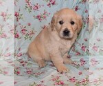 Small #7 English Cream Golden Retriever