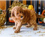 Small Photo #41 Goldendoodle-Poodle (Miniature) Mix Puppy For Sale in WAKARUSA, IN, USA