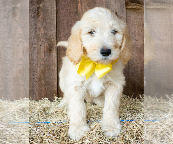 Medium Photo #1 Goldendoodle Puppy For Sale in LITTLE ROCK, AR, USA