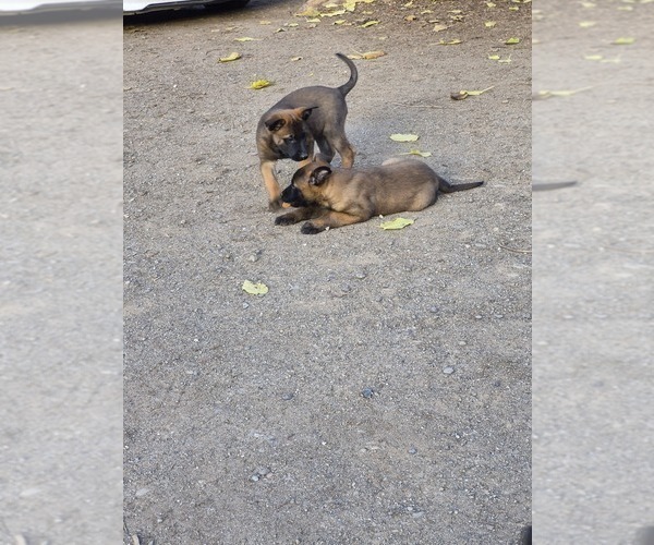 Medium Photo #8 Belgian Malinois Puppy For Sale in DIXON, CA, USA