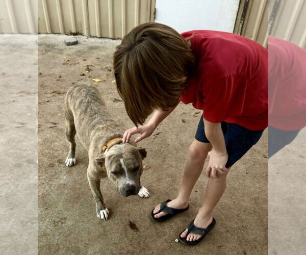 Medium Photo #3 Pointer-Unknown Mix Puppy For Sale in Houston, TX, USA
