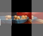 Small Photo #4 Maltipoo Puppy For Sale in SPENCER, NC, USA