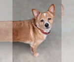 Small #4 Cardigan Welsh Corgi-Chihuahua Mix