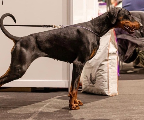 Medium Photo #1 Doberman Pinscher Puppy For Sale in LAKELAND, FL, USA